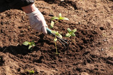 Baharda, bir kadın bahçeye sebze eker. Yazlık evinde kendi ellerinle organik ürünler yetiştir..