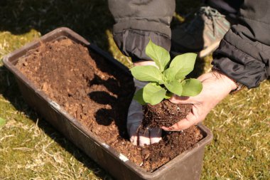 Baharda, bir kadın bahçeye sebze eker. Yazlık evinde kendi ellerinle organik ürünler yetiştir..