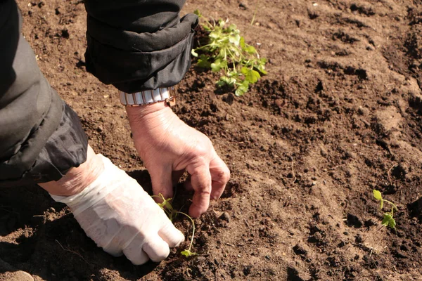 Baharda, bir kadın bahçeye sebze eker. Yazlık evinde kendi ellerinle organik ürünler yetiştir..