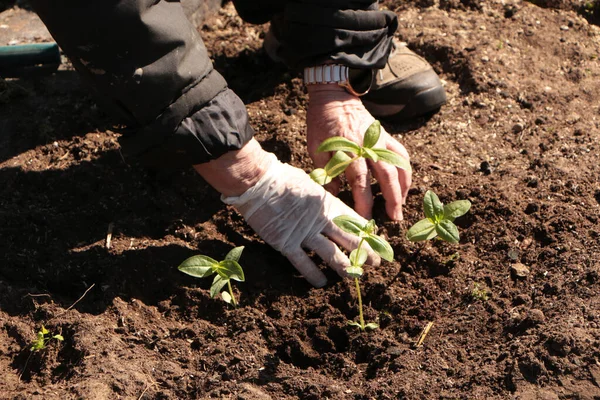 Baharda, bir kadın bahçeye sebze eker. Yazlık evinde kendi ellerinle organik ürünler yetiştir..