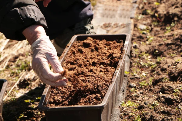 Printemps Une Femme Plante Des Légumes Dans Jardin Plantez Des — Photo