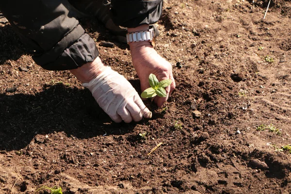 Spring Woman Plants Vegetables Garden Plant Organic Products Your Own Stock Picture