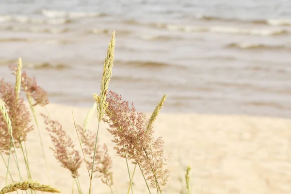 Die Landschaft Ist Wunderschönes Gras Meeresstrand Gold Strand Gras Auf — Stockfoto