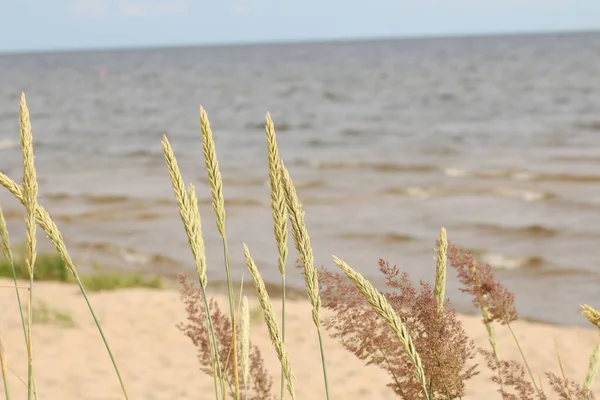 Die Landschaft Ist Wunderschönes Gras Meeresstrand Gold Strand Gras Auf — Stockfoto