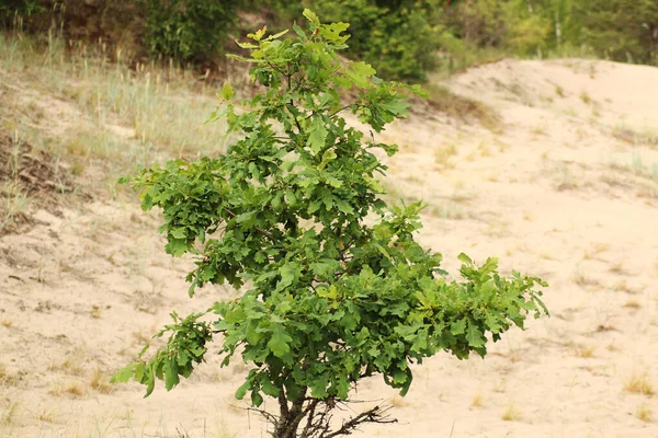 Sandigen Ufer Wächst Eine Junge Eiche Junger Baum Den Sanddünen — Stockfoto