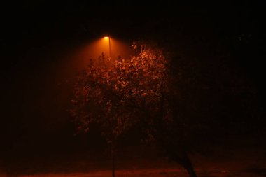 Geceleyin sis içinde bir fenerle aydınlatılmış sonbahar ağacı. Güzel sonbahar arkaplanı Sisin içinde gece.