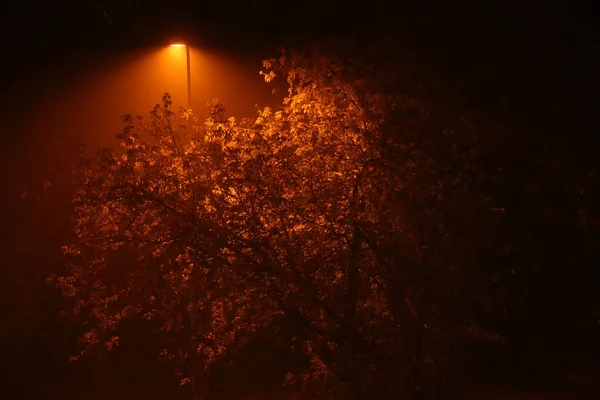 Árbol Otoño Por Noche Niebla Iluminada Por Una Linterna Hermoso — Foto de Stock