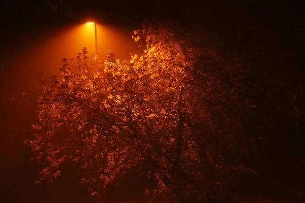 秋天的树在夜雾中被一盏灯笼照亮 美丽的秋天背景在夜雾中 — 图库照片