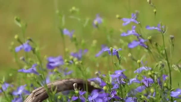 Hermosas Flores Azules Una Cesta Decorativa Sobre Fondo Verde Fondo — Vídeos de Stock