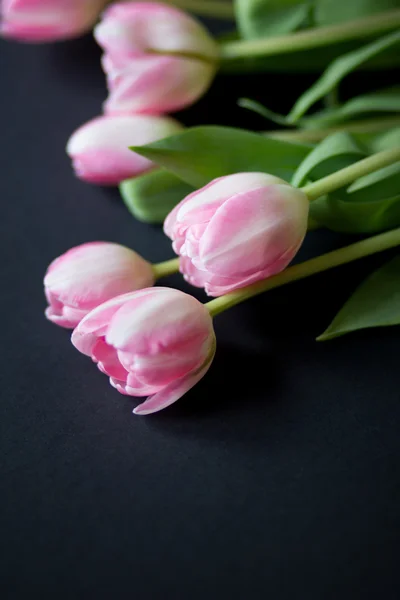 Tulipes sur fond noir — Photo