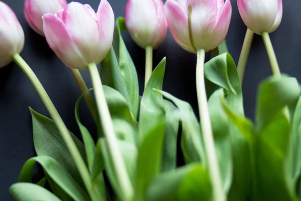 Tulpen auf schwarzem Hintergrund — Stockfoto