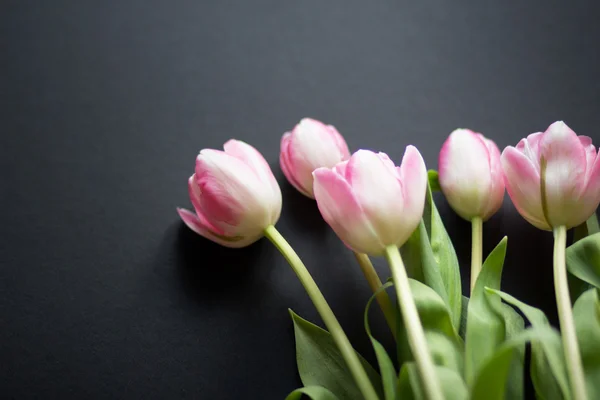 Tulipanes sobre fondo negro — Foto de Stock