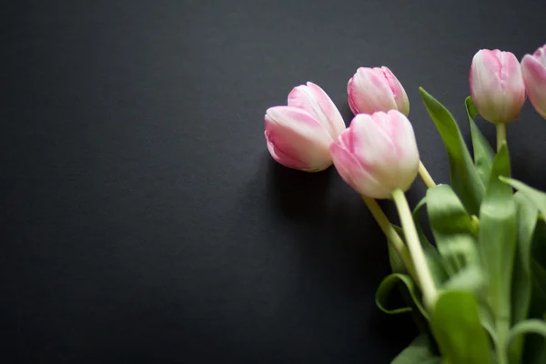 Tulipes sur fond noir — Photo