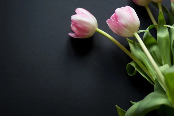 黑色背景上的郁金香 — 图库照片