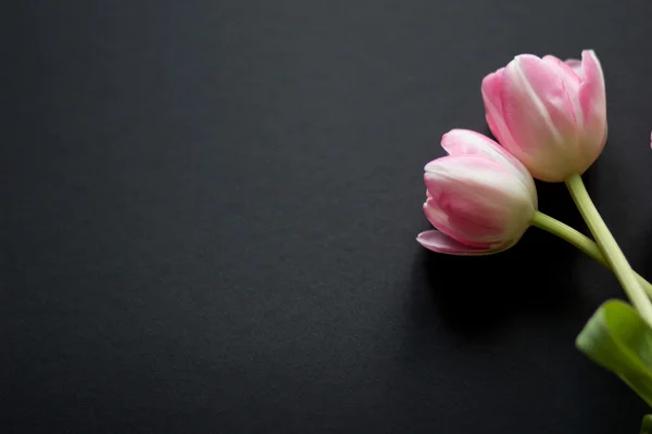 Tulips on a black background — Stock Photo, Image