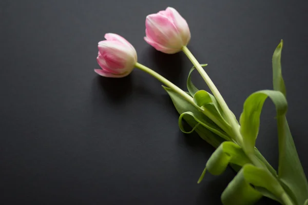 Tulips on a black background — Stock Photo, Image