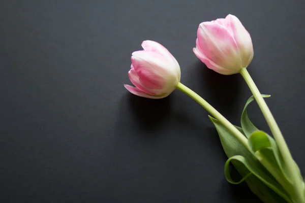 Tulipanes sobre fondo negro — Foto de Stock