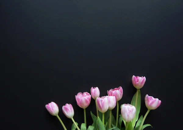 Tulipes sur fond noir — Photo