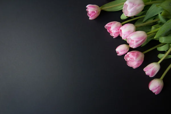 Tulipanes sobre fondo negro — Foto de Stock