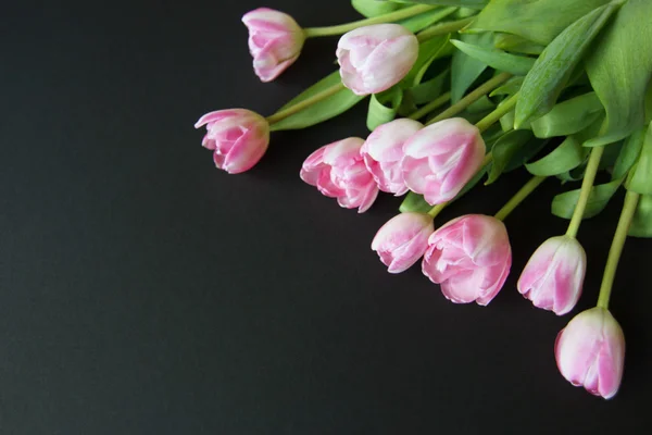 Tulips on a black background — Stock Photo, Image