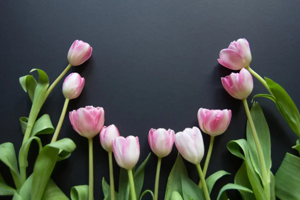 Siyah arkaplanda laleler