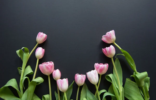 Tulips on a black background — Stock Photo, Image