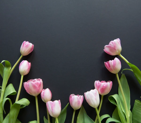 Siyah arkaplanda laleler