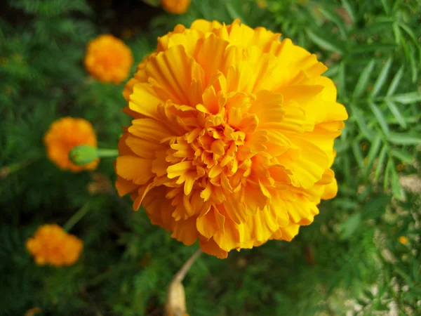 Oranžový měsíček květ — Stock fotografie