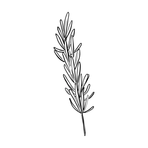 Hand Drawn Rosemary Sketch Linear Art Organic Spice Herbs Cartoon — Stock Vector