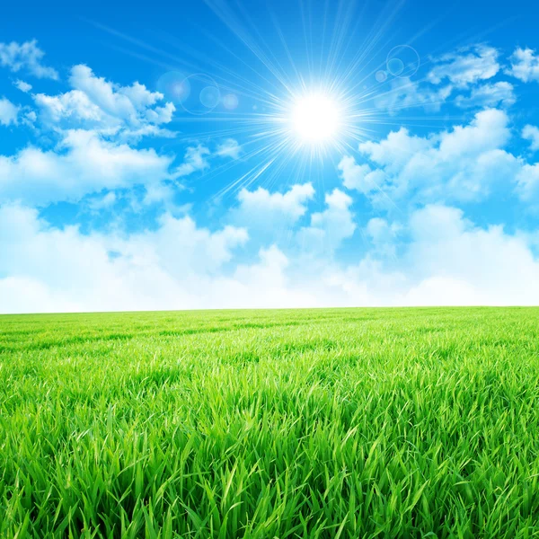 太陽の草原のようなグリーン — ストック写真