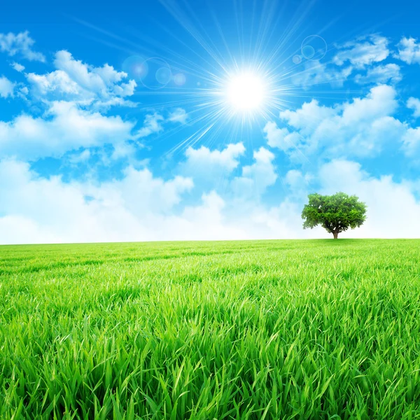 太陽の草原のようなグリーン — ストック写真