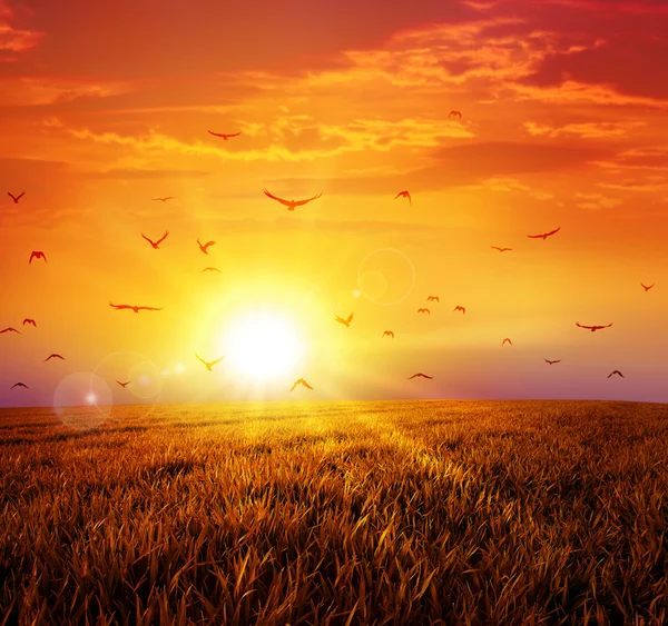 Warm sunset on the wild meadow — Stock Photo, Image