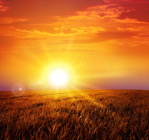 Warm sunset on the wild meadow — Stock Photo, Image