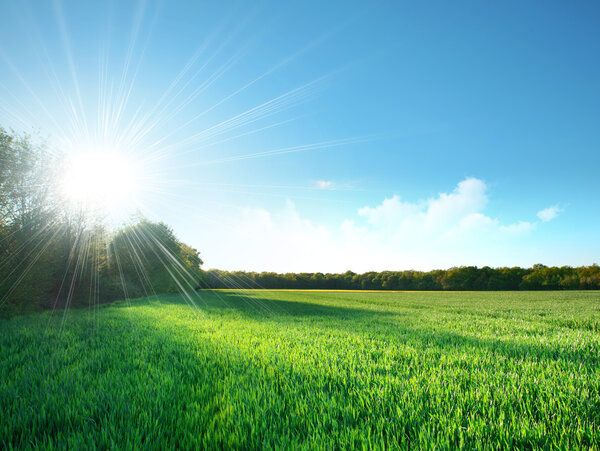 Green field under the sun