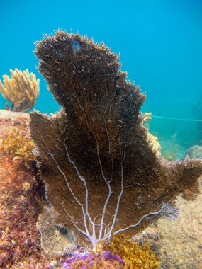 Deniz hayranı Gorgonia ventalina Tayrona Ulusal Doğal Parkı 'nda