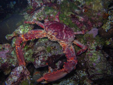 Kral Yengeç maguimithrax spinosissimus Rosario Adaları doğal parkında