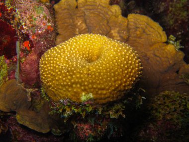 Tayrona Ulusal Doğal Parkı, Kolombiya 'da Mercan Orbicella Yıllığı