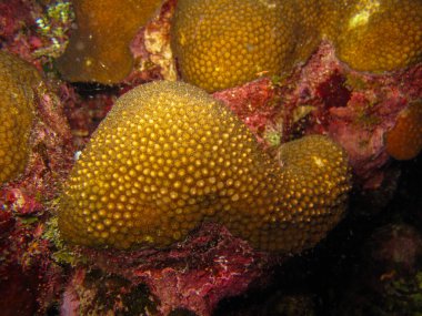 Tayrona Ulusal Doğal Parkı, Kolombiya 'da Mercan Orbicella Yıllığı