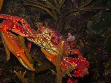 Kral Yengeç maguimithrax spinosissimus Rosario Adaları doğal parkında