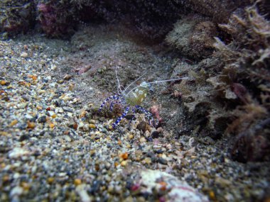 Tayrona Ulusal Doğal Parkı 'nda temizleyici yengeç Periclimenes yucatanicus