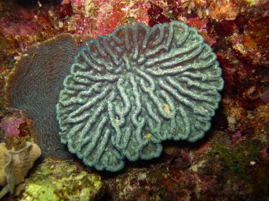 Rosario Adaları Ulusal Doğal Parkı 'nda Mercan Mycetophyllia danaana