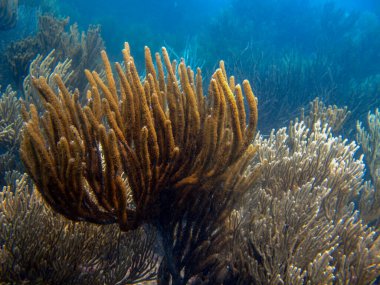 Tayrona Ulusal Doğal Parkı 'ndaki Plexauridae ailesinin yumuşak mercanları.