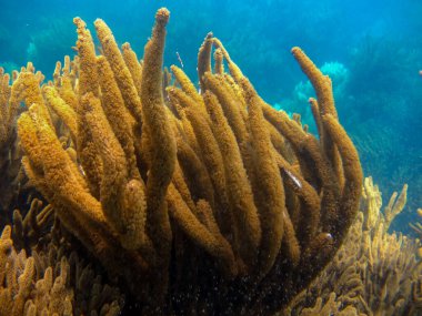 Tayrona Ulusal Doğal Parkı 'ndaki Plexauridae ailesinin yumuşak mercanları.