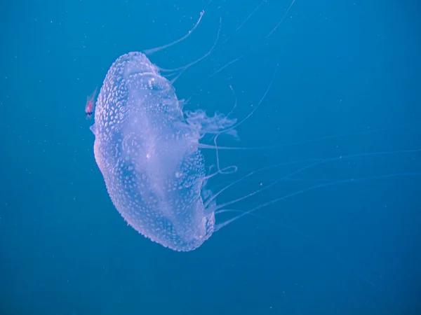 Jellyfish Chrysaora Lactea Natural National Park Islas Del Rosario Colombia — Stock Photo, Image
