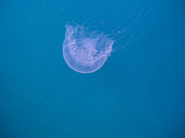 Meduza Chrysaora Lactea Naturalnym Parku Narodowym Islas Del Rosario Kolumbia — Zdjęcie stockowe