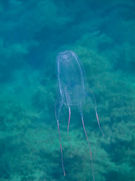 Box Jellyfish Alatina Alata Tayrona National Natural Park — Stock Photo, Image