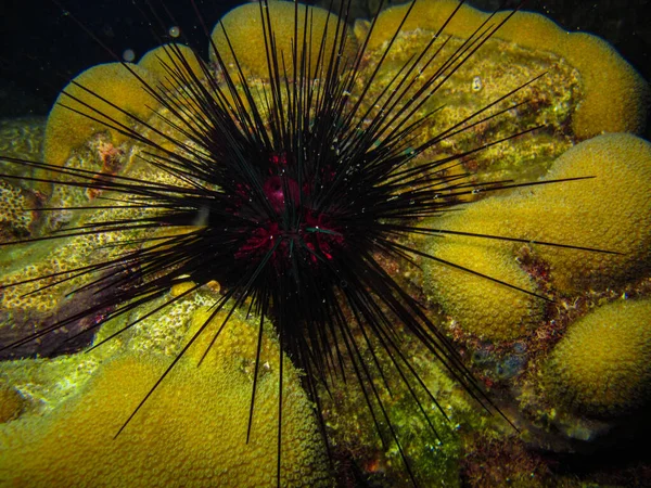 Sea Urchin Diadema Antillarum Tayrona National Natural Park — Stock Photo, Image
