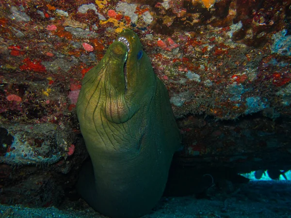 Muray Gymnothorax Funebris Tayrona National Natural Park — Stock Photo, Image