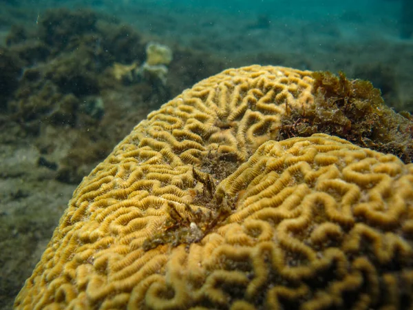 Brain Coral Tayrona National Natural Park — Stock Photo, Image