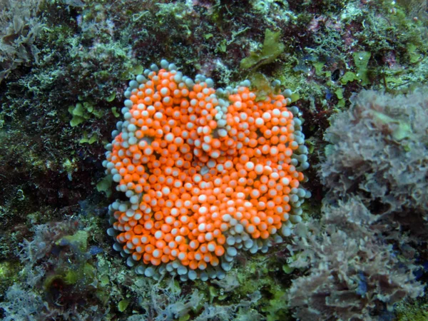 Coral Macio Ricordea Florida Parque Natural Nacional Tayrona — Fotografia de Stock